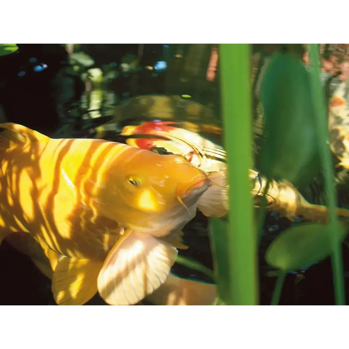 Fischarznei – Gesundheit und Pflege für deine Teichbewohner