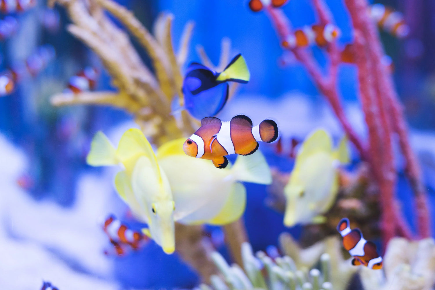 Die atemberaubendste Aquaristik-Neuheit für 2025/2026