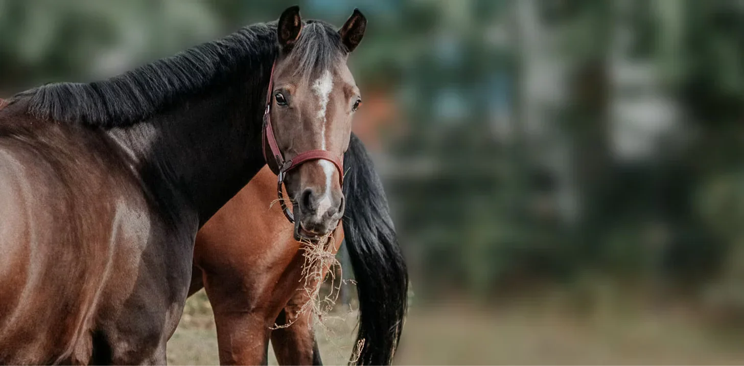 Für Pferde – Ausrüstung, Pflege & Komfort für deinen Vierbeiner