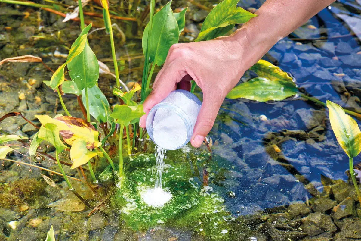 Algen bekämpfen – kontrolliertes Gleichgewicht für deinen Teich - Japankoi.net