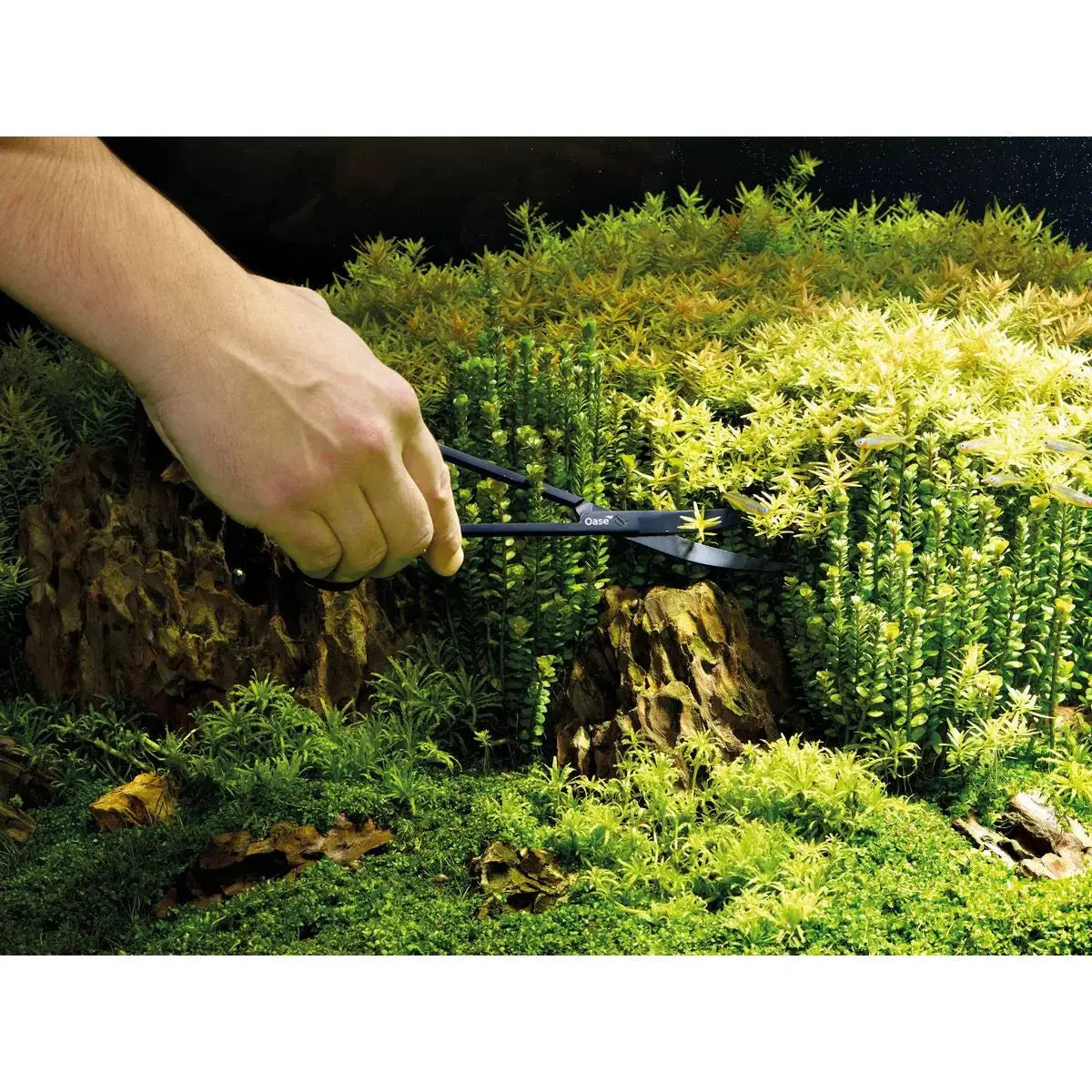Aquaristik Zubehör – Alles für ein gesundes Aquarium - Japankoi.net