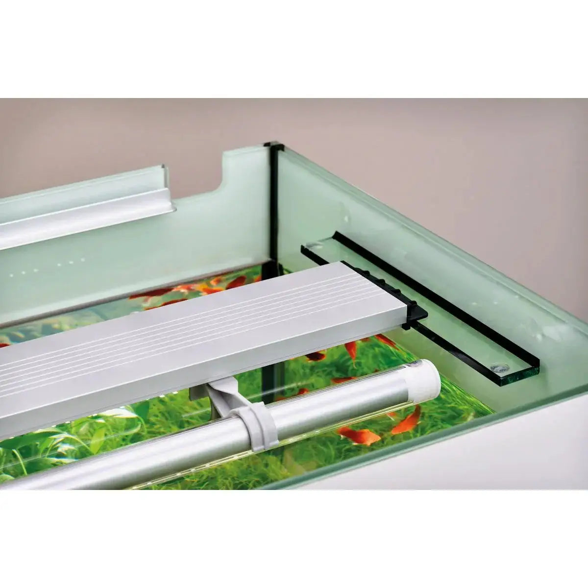 Aquarium Beleuchtung – das richtige Licht für deine Unterwasserwelt - Japankoi.net