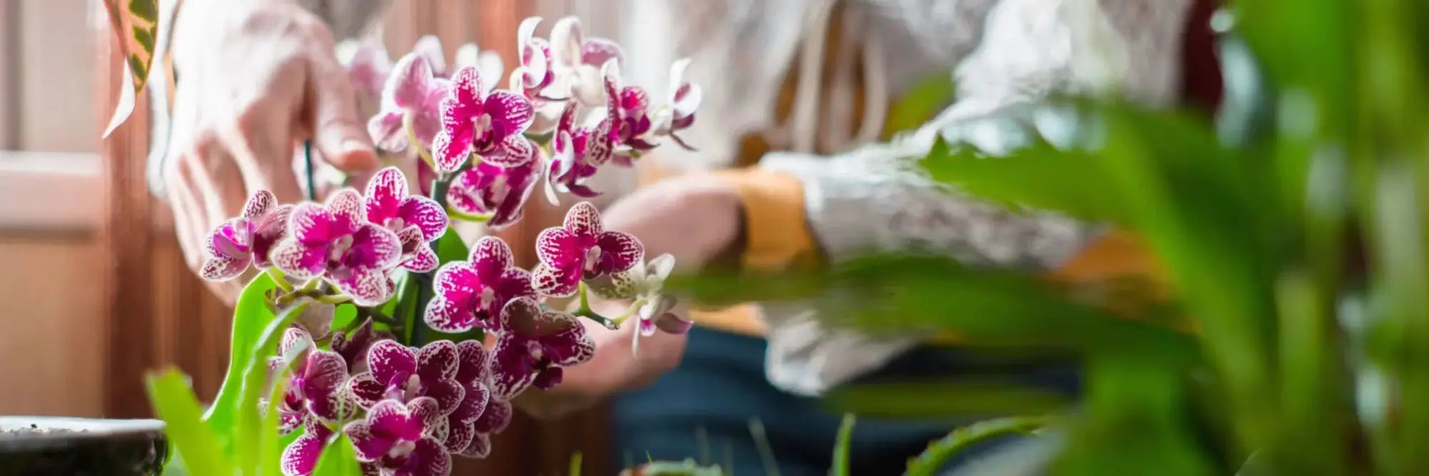 Orchideen - Japankoi.net