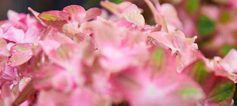 Rhododendron & Hortensie - Japankoi.net
