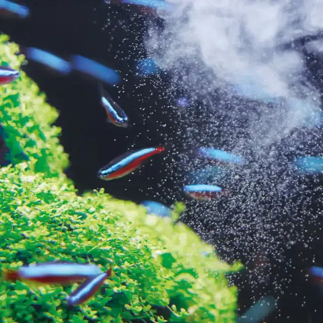 Pflanzenpflege – starke Unterstützung für gesundes Wachstum