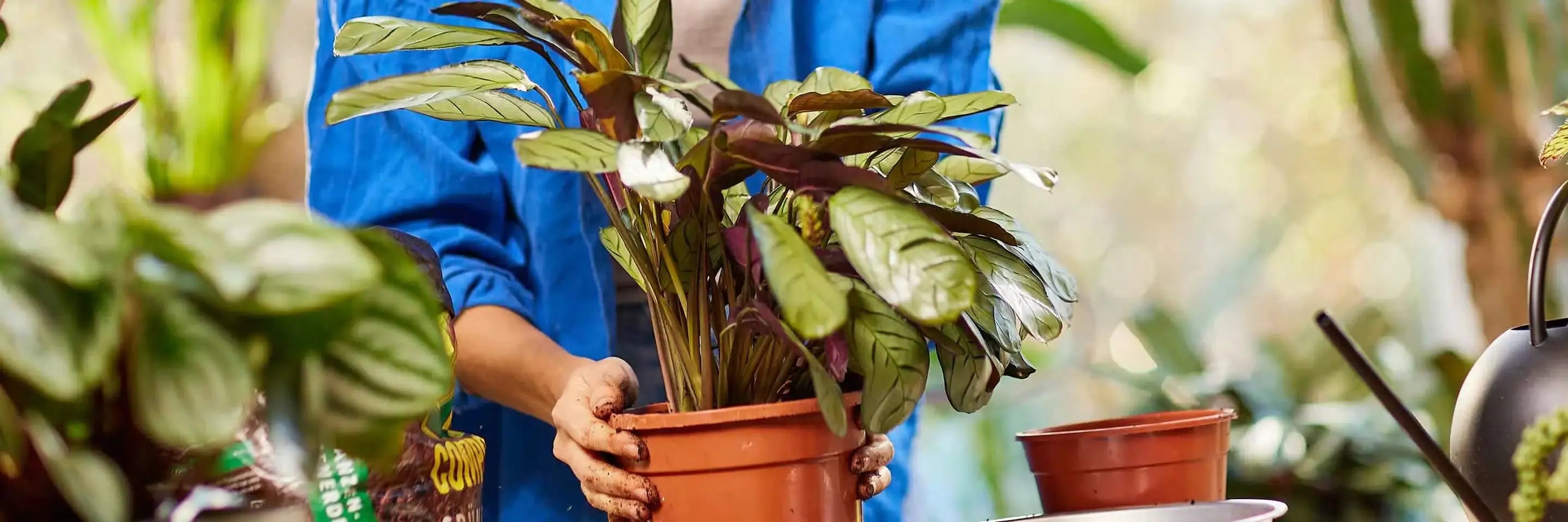 Pflanzenschutz – für gesunde Pflanzen ohne Kompromisse