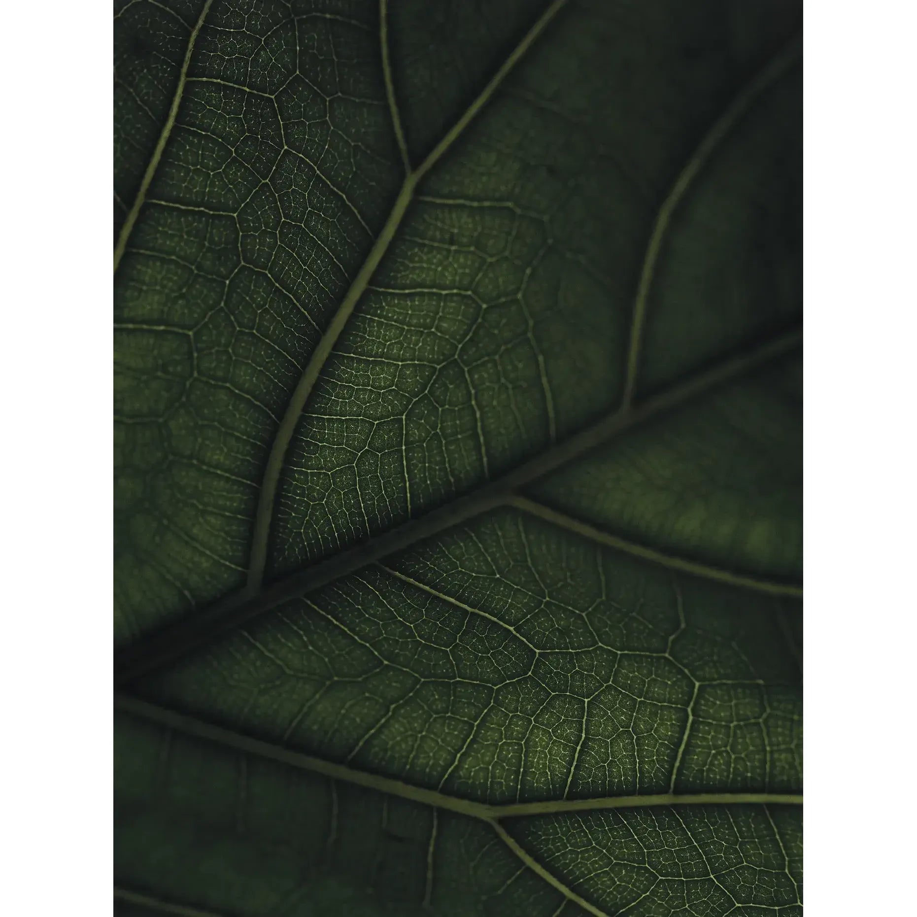 Green Home Book - Coffee Table Book - Grün Wohnen