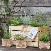 Kräuterkiste "Grillzeit"