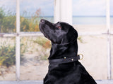 SABRO Hundehalsband CLASSIC Light