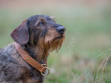 SABRO Hundehalsband CLASSIC Light