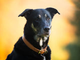 SABRO Hundehalsband CLASSIC Leder