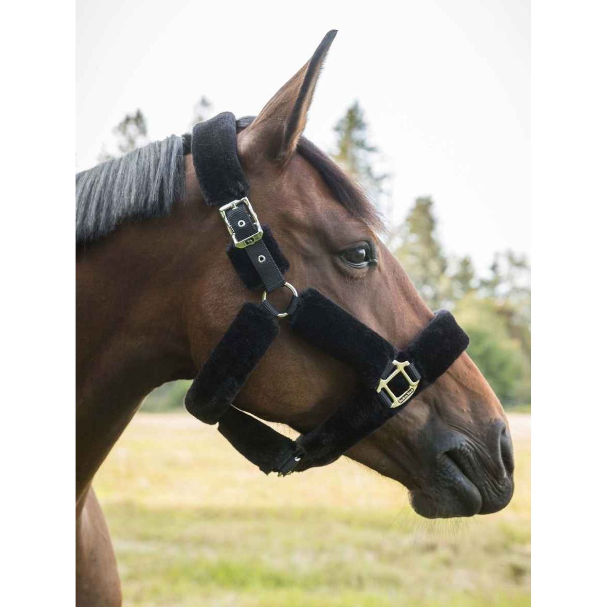 BACK ON TRACK Halfter Fell Audrey