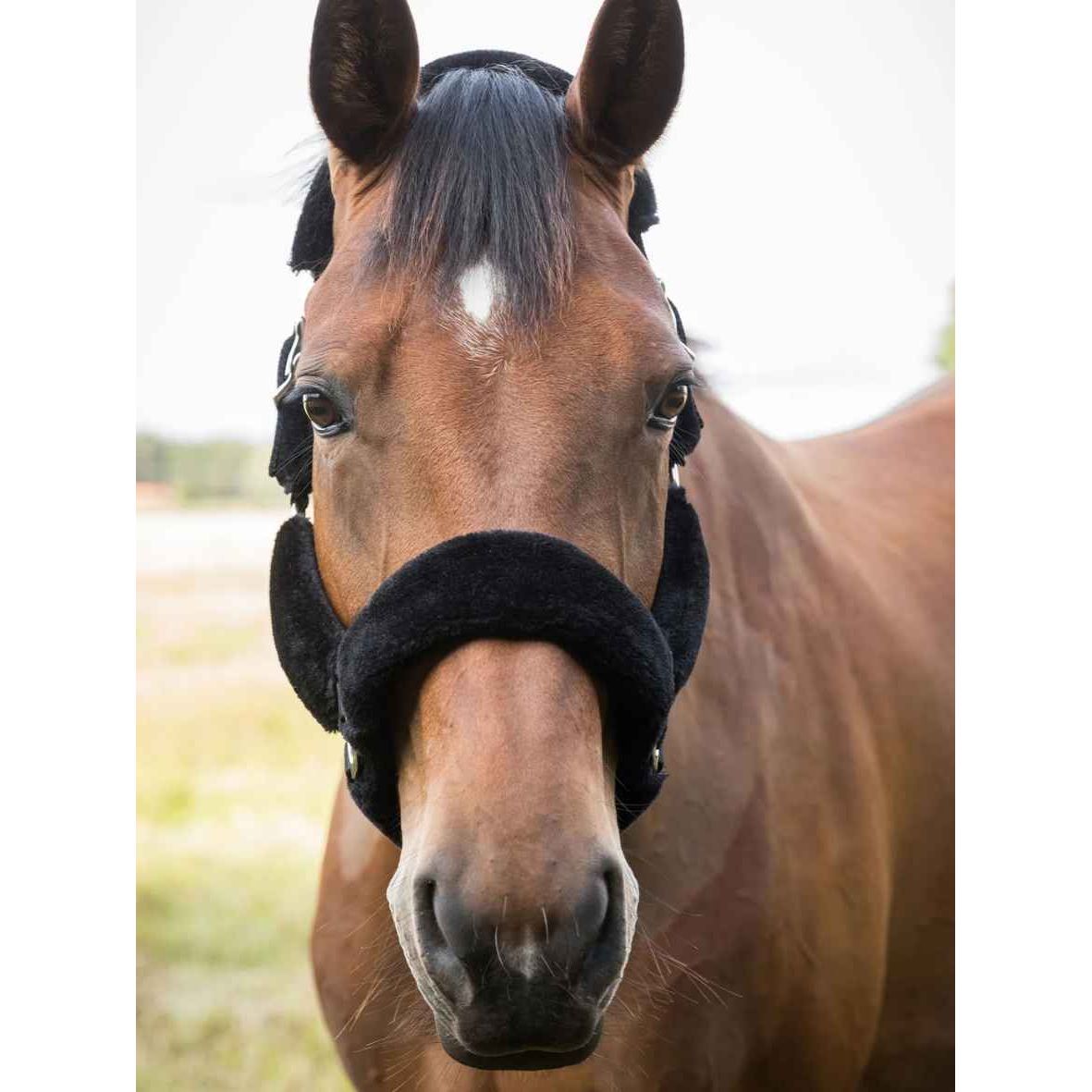 BACK ON TRACK Halfter Fell Audrey