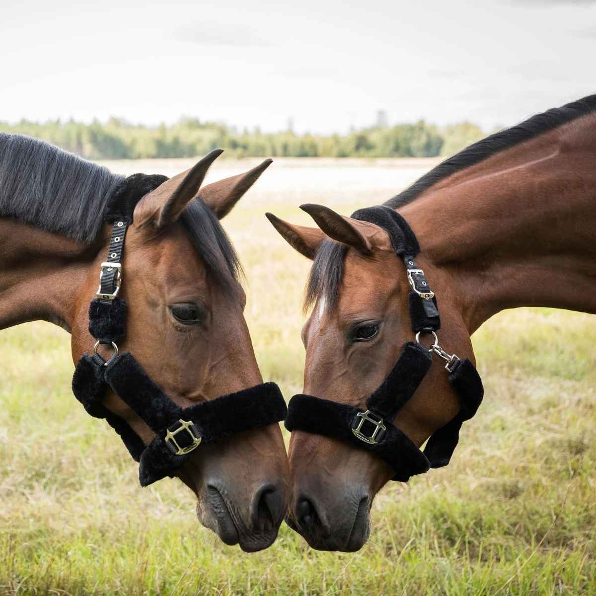 BACK ON TRACK Halfter Fell Audrey