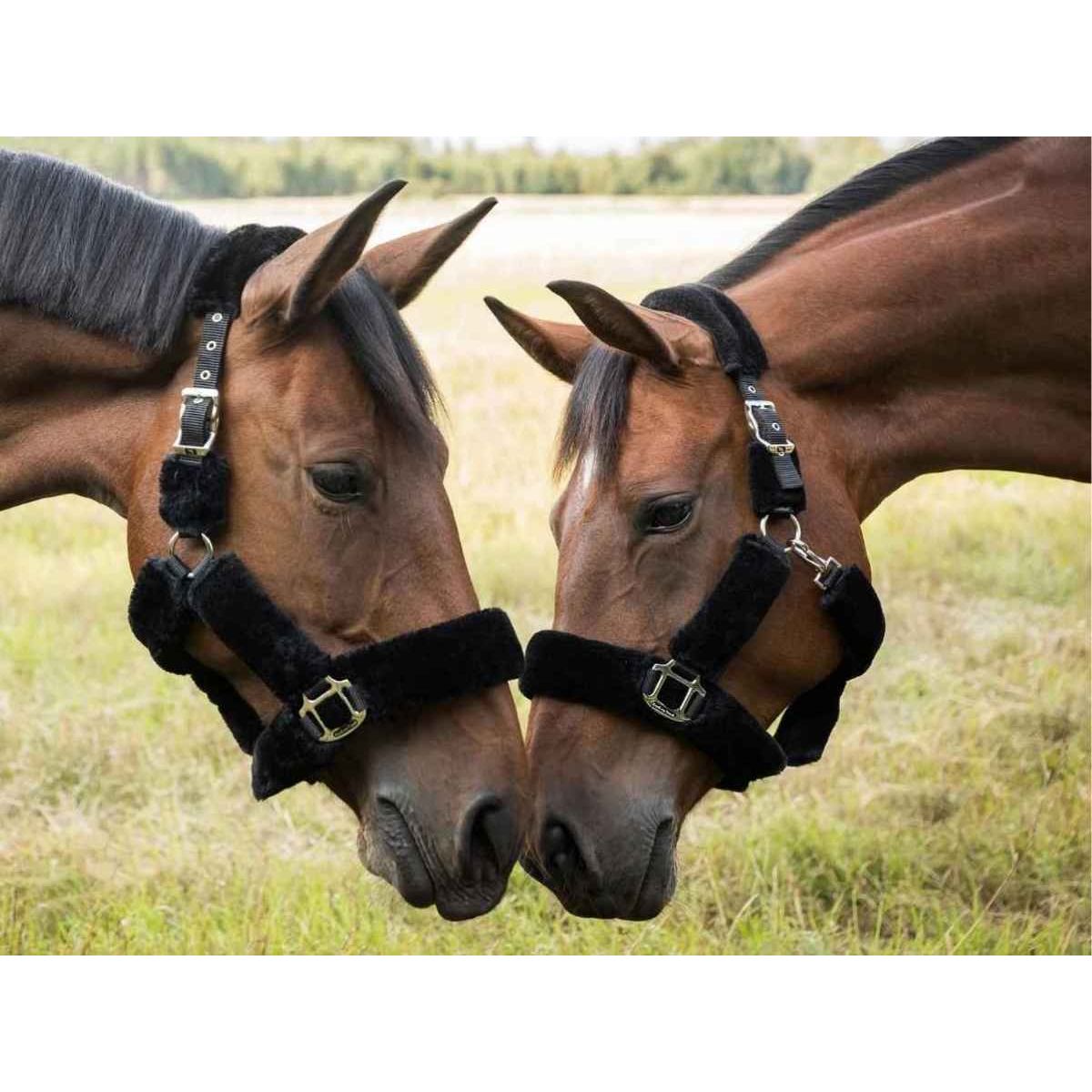 BACK ON TRACK Halfter Fell Audrey