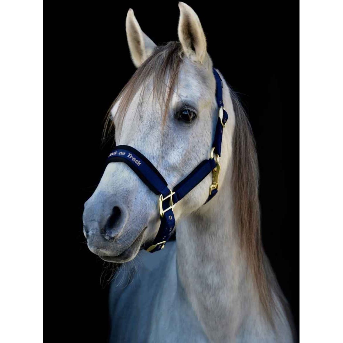 BACK ON TRACK Halfter Werano