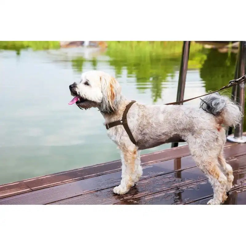 Anti-Stress-Geschirr STURMFREI®, Größe XXS by Der Hundegefährte