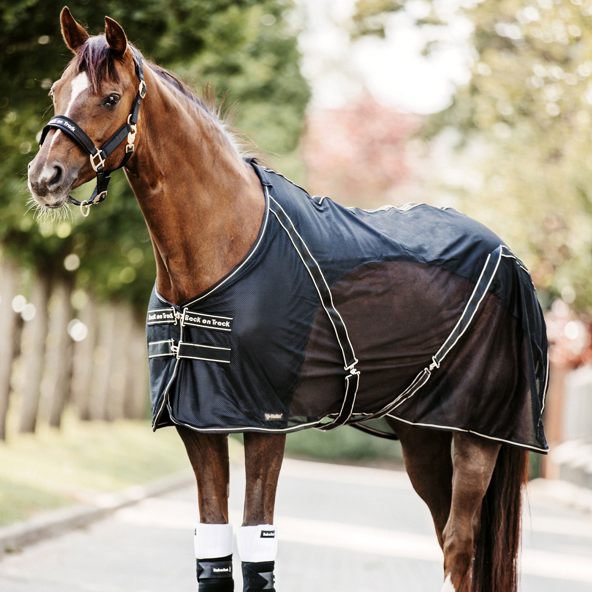 Cooler-Decke "Sienna"