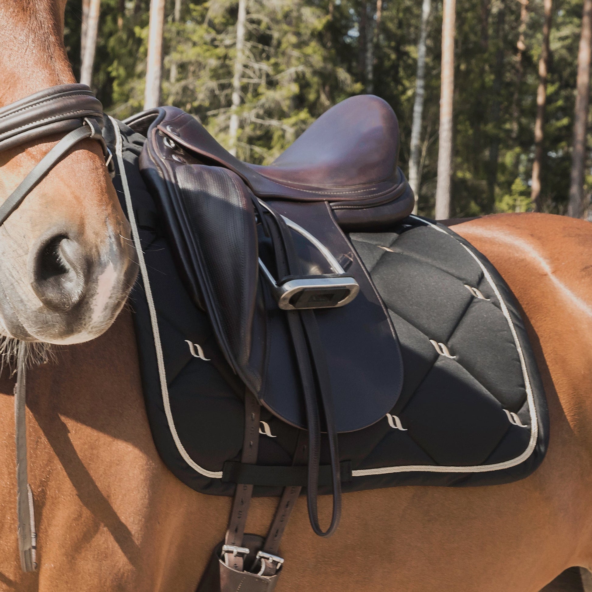 "Nights Collection" Schabracke Dressur Schwarz - Full