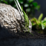 Plant Tweezer