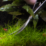 Plant Scissor Spring