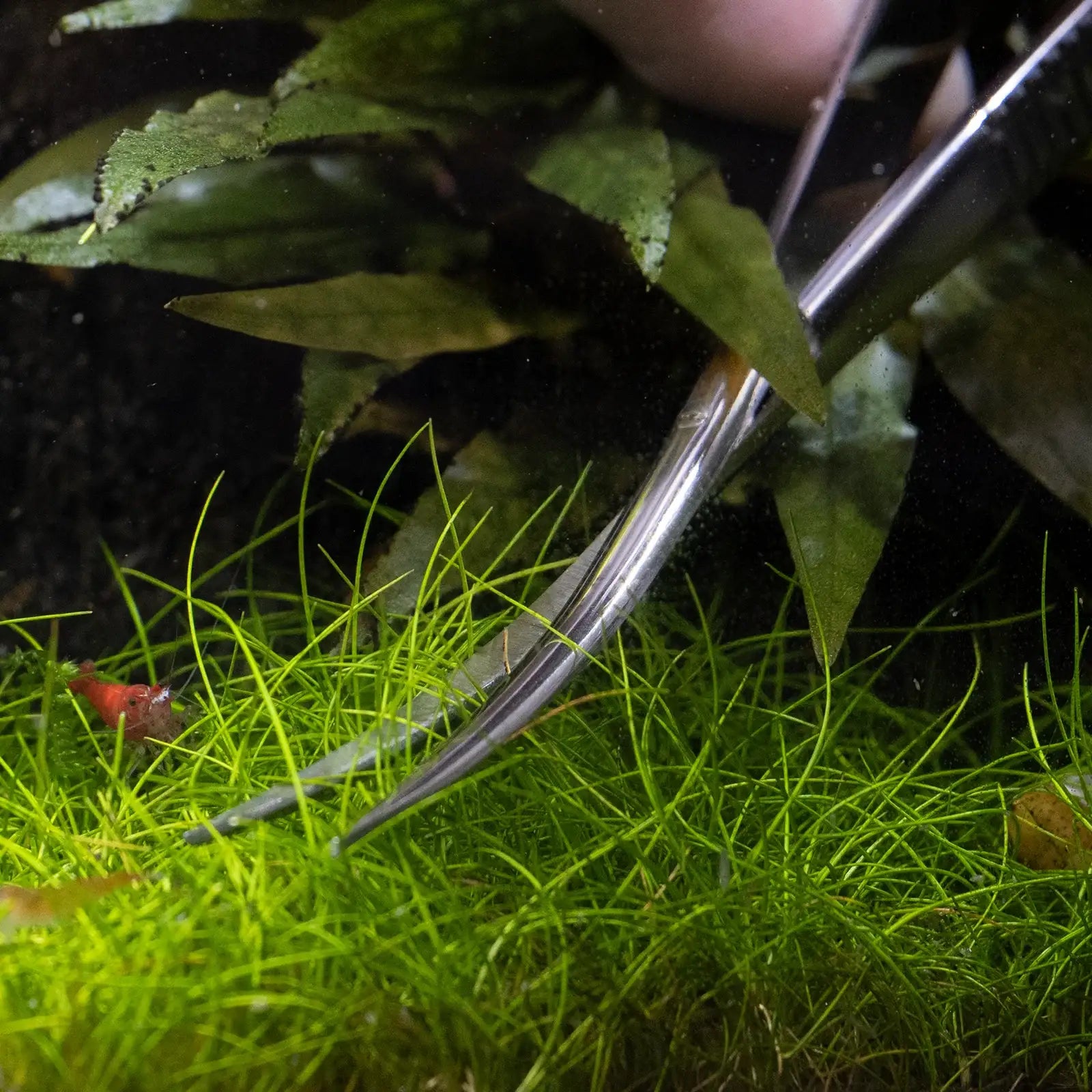 Plant Scissor Spring