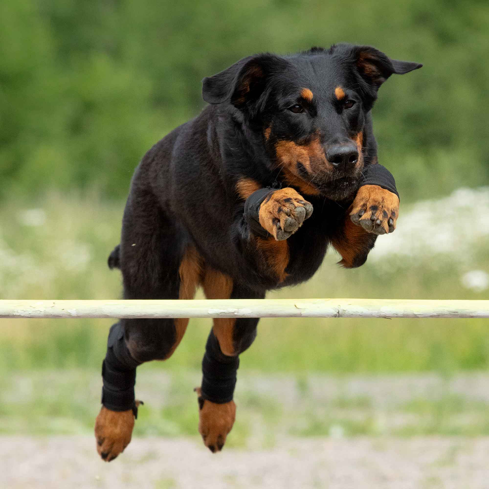 Hunde Sprunggelenkschoner