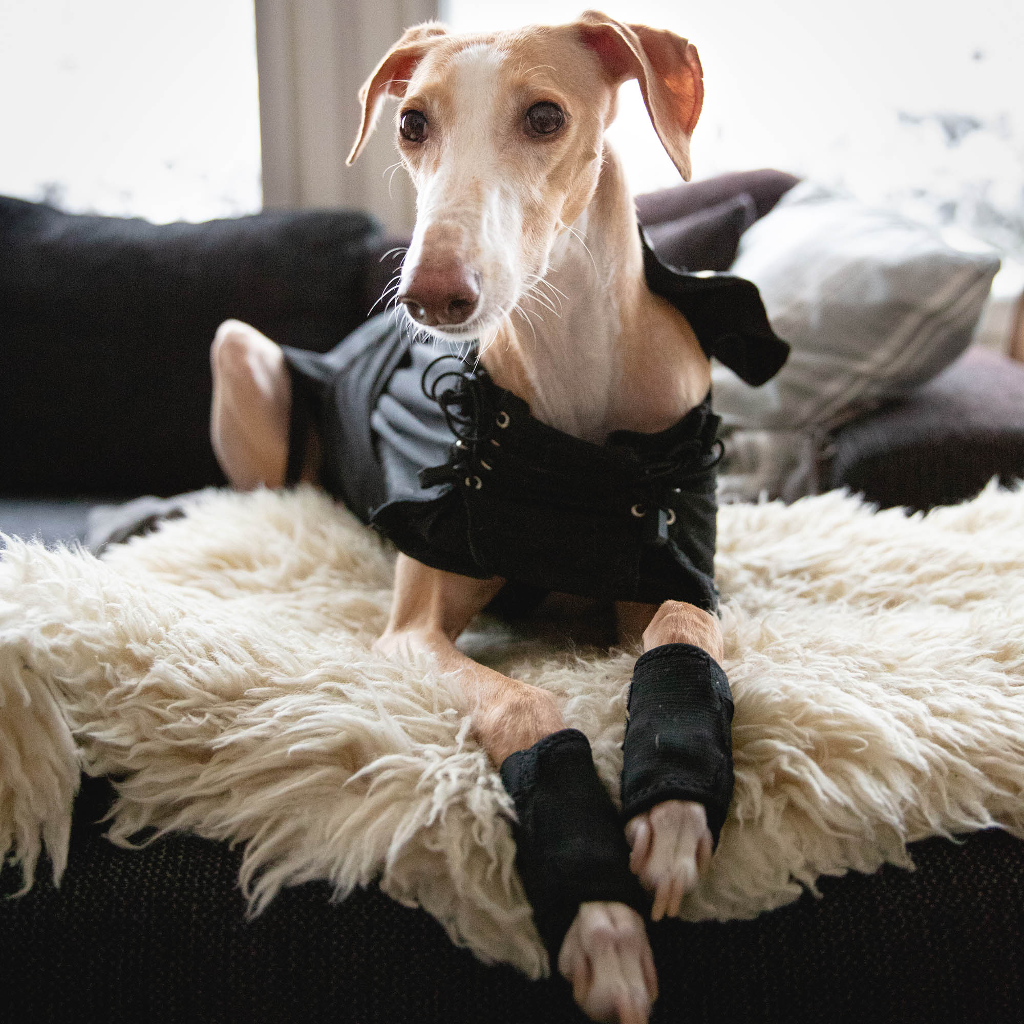 Hundemantel Greyhound