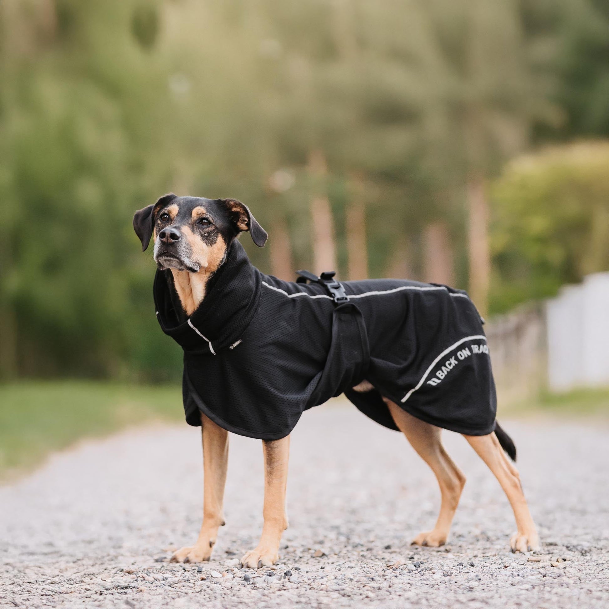 BAY Netz-Hundemantel, Hoher Rutenansatz