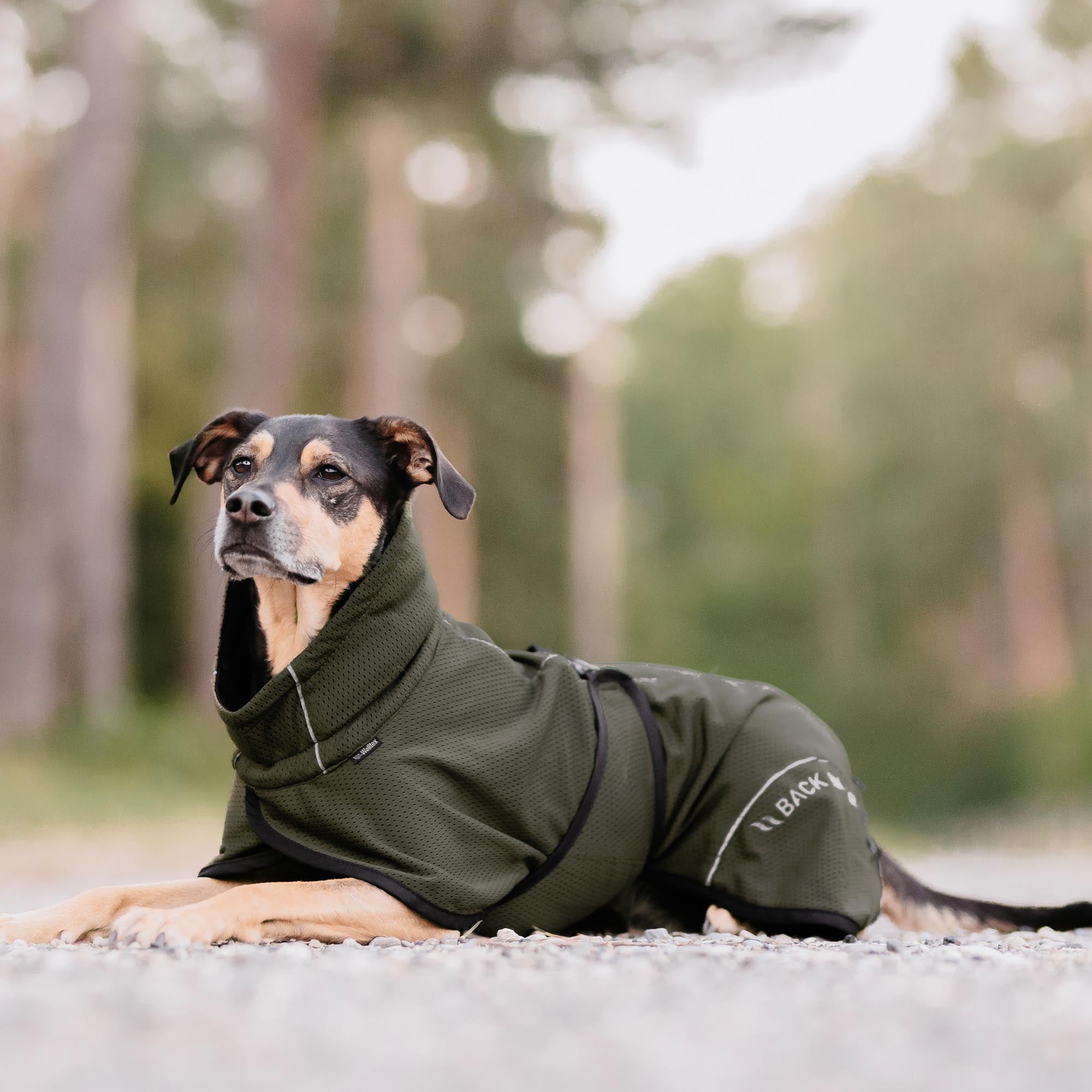 BAY Netz-Hundemantel, Hoher Rutenansatz