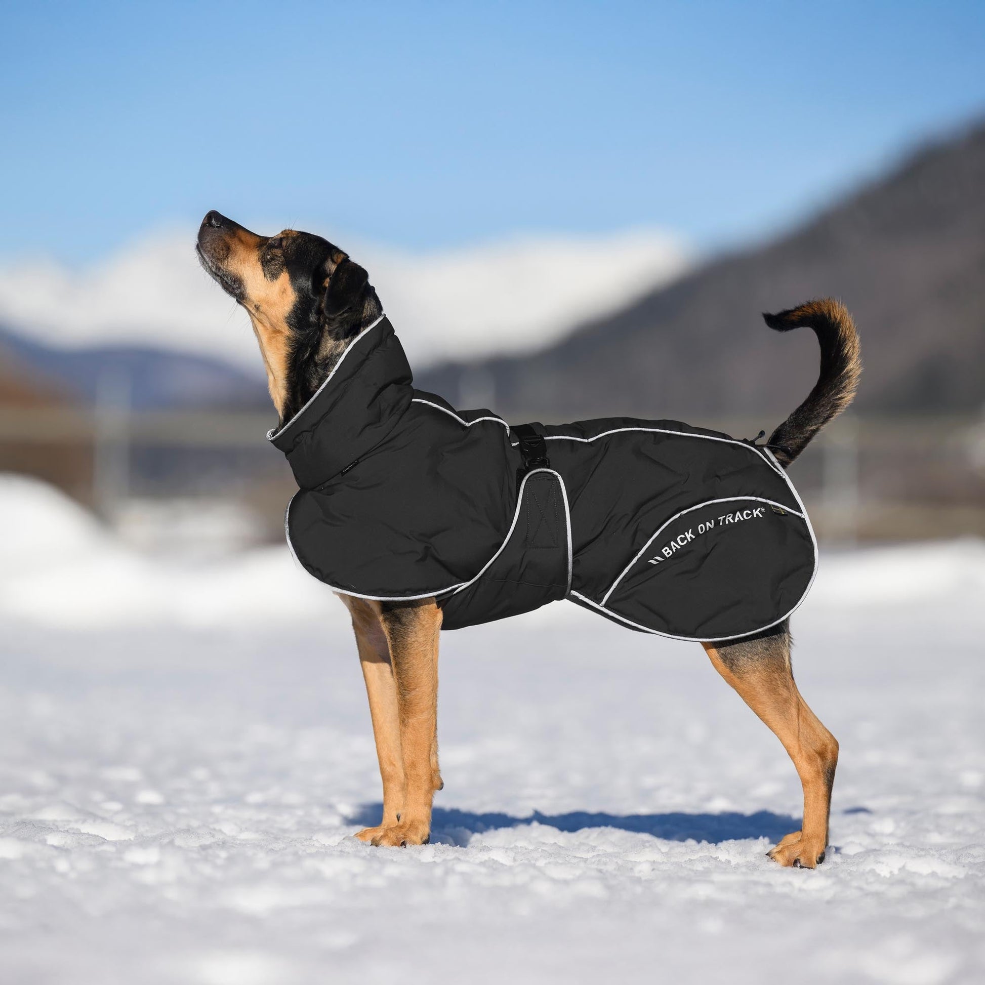 BAY Winter-Hundemantel, Hoher Rutenansatz