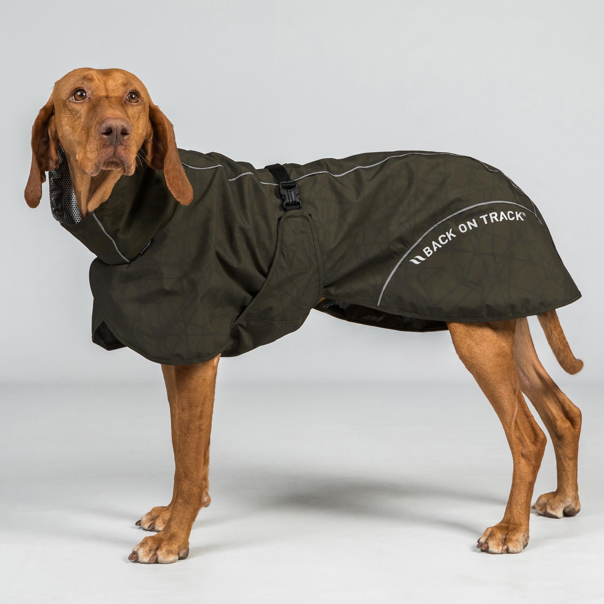 BAY Hunde-Regenmantel, Niedriger Rutenansatz