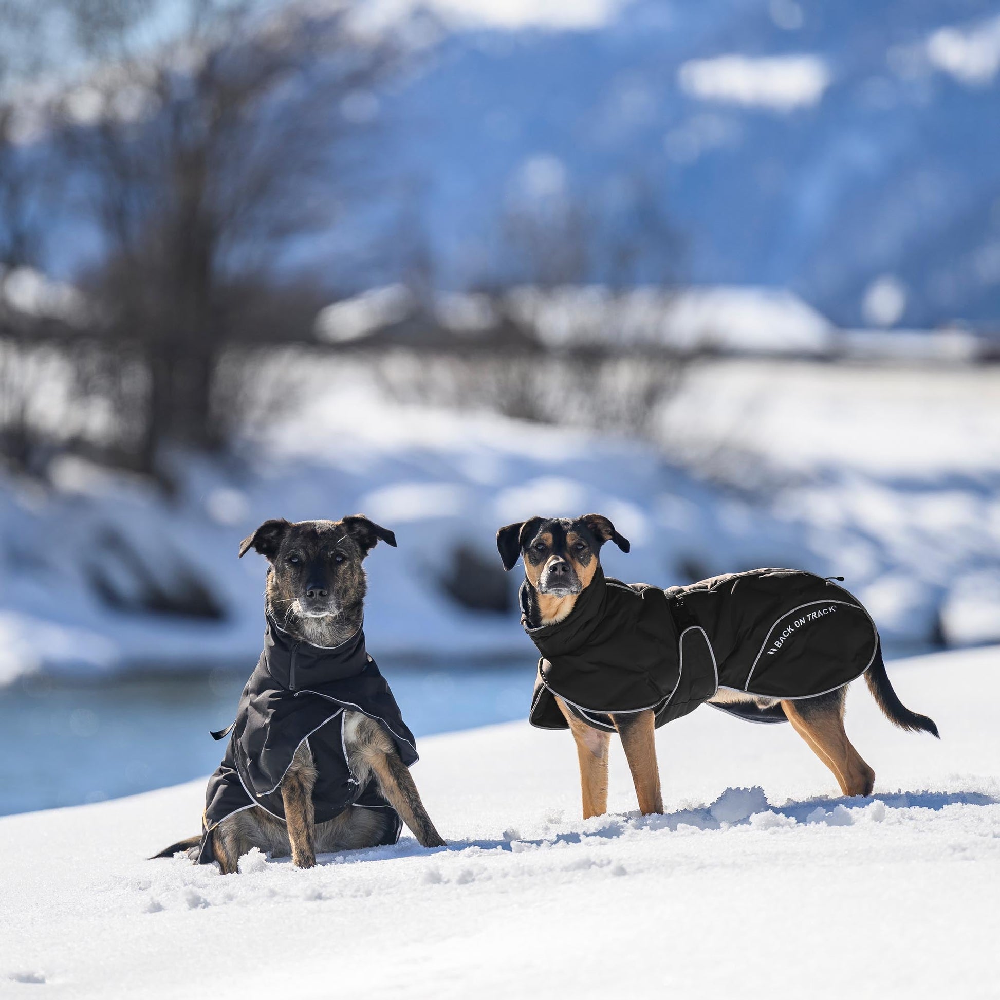BAY Winter-Hundemantel, Hoher Rutenansatz