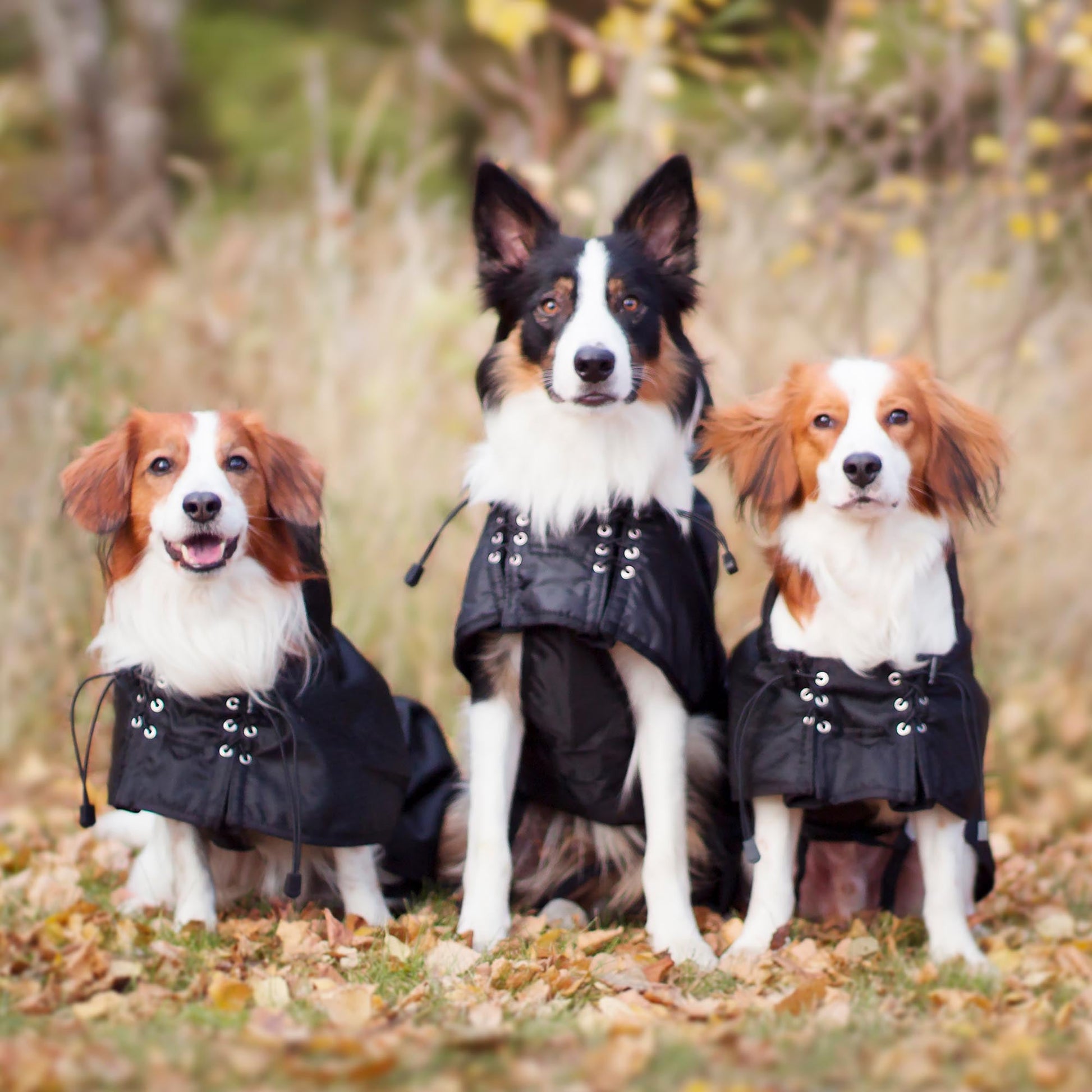 Allwetter-Hundemantel, gefüttert