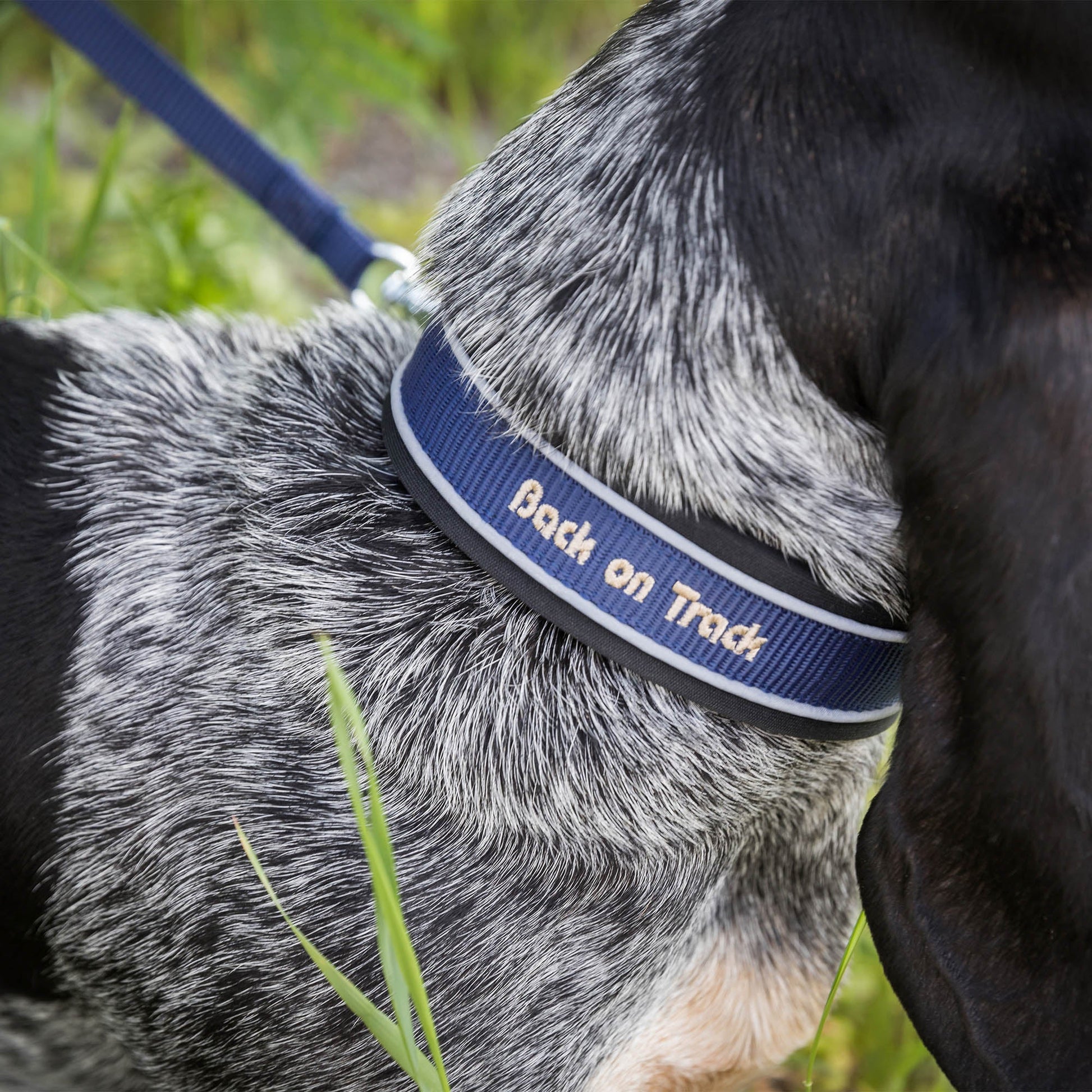 "Charlie" Hundehalsband