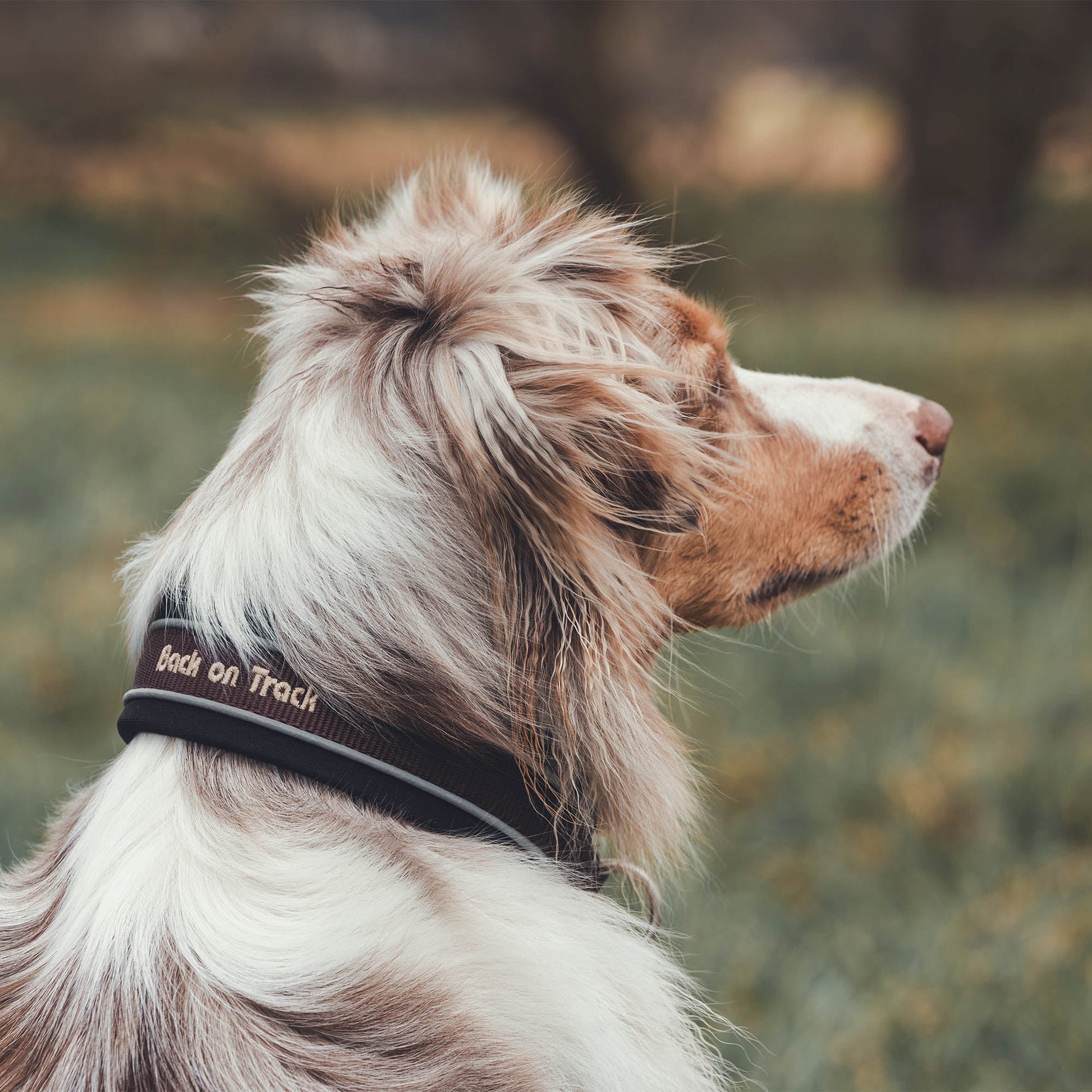 "Charlie" Hundehalsband