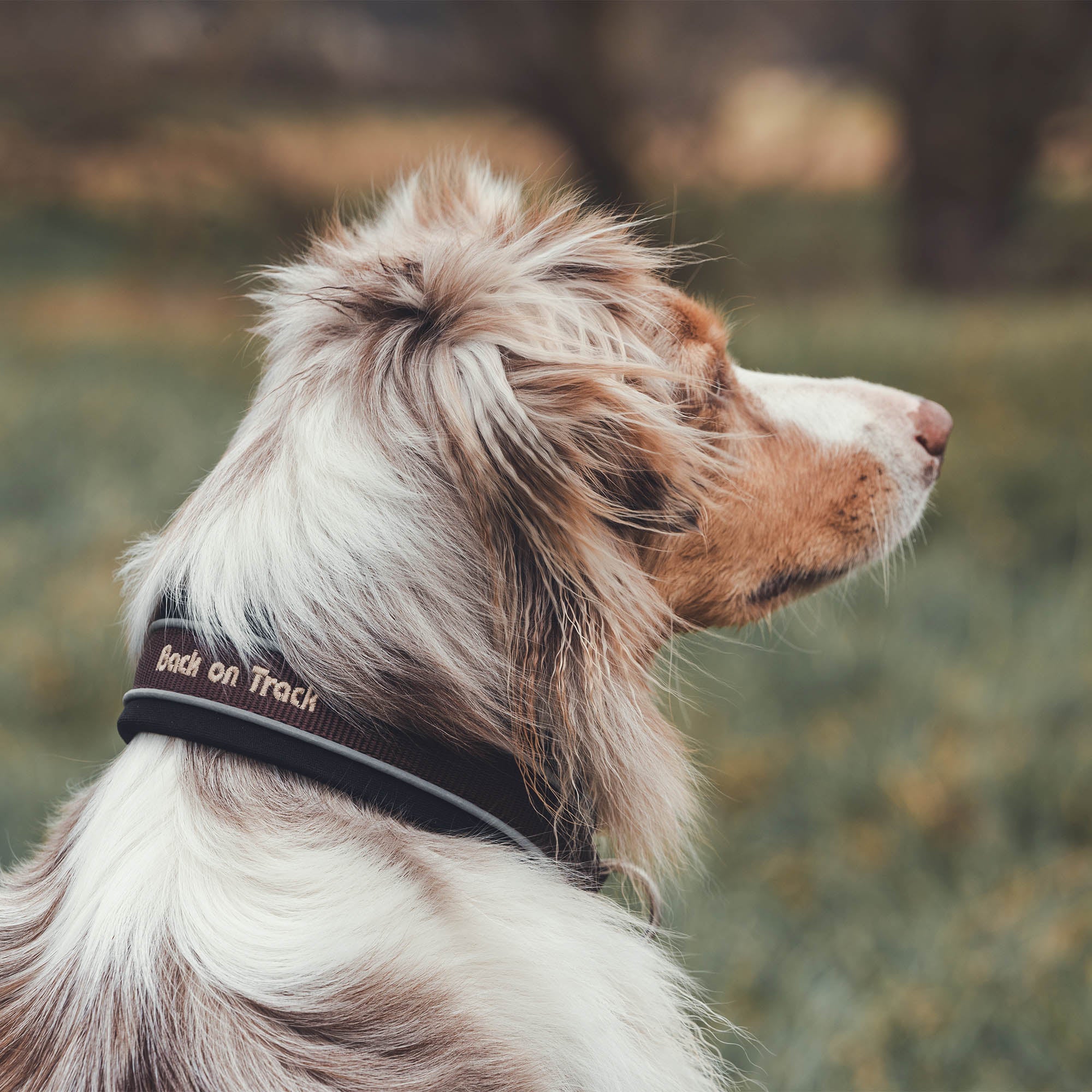 "Charlie" Hundehalsband