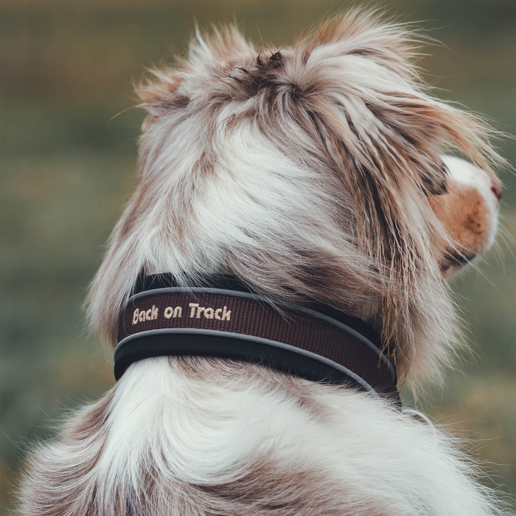 "Charlie" Hundehalsband