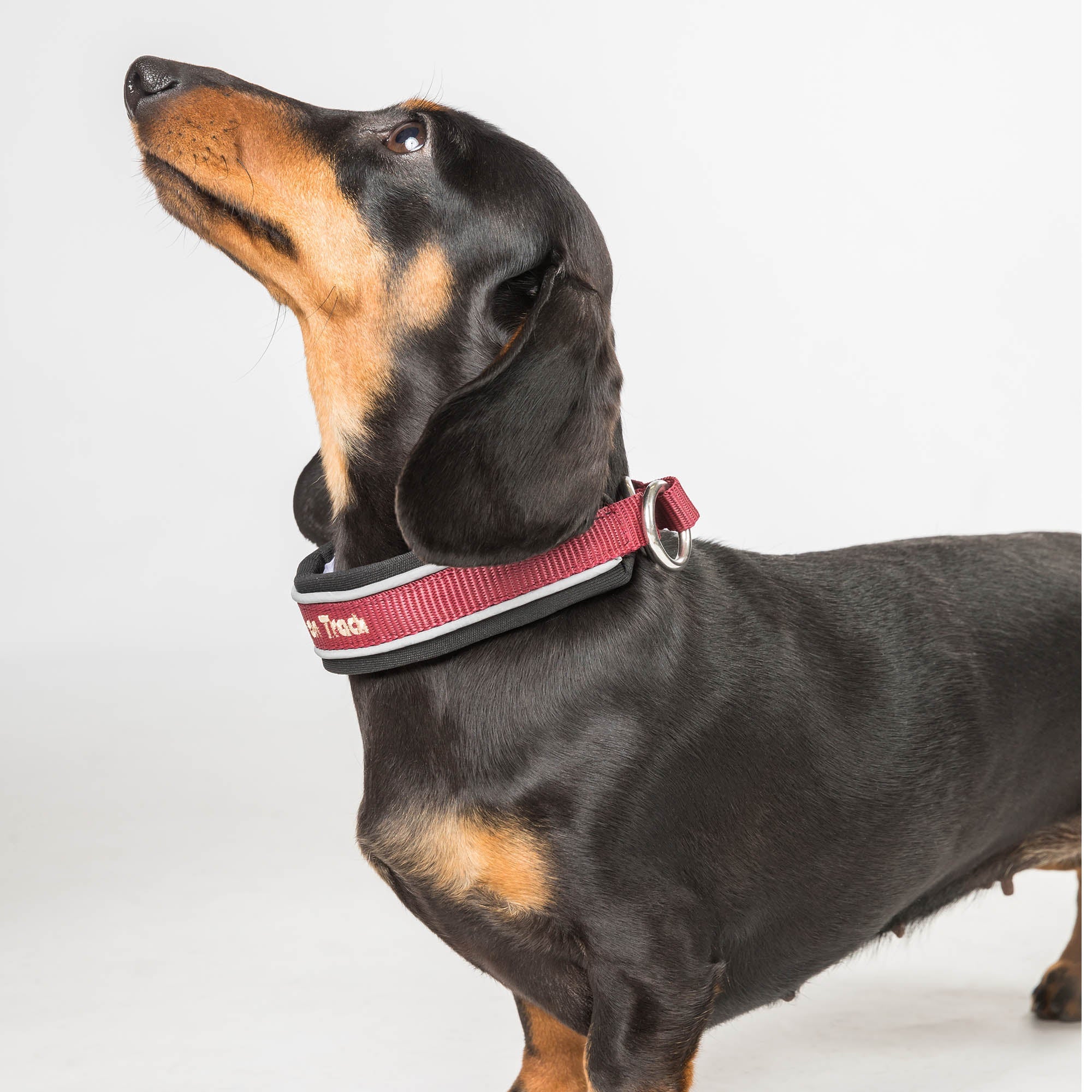 "Charlie" Hundehalsband