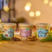 Festliches Anzucht-Set – 3 weihnachtliche Sorten