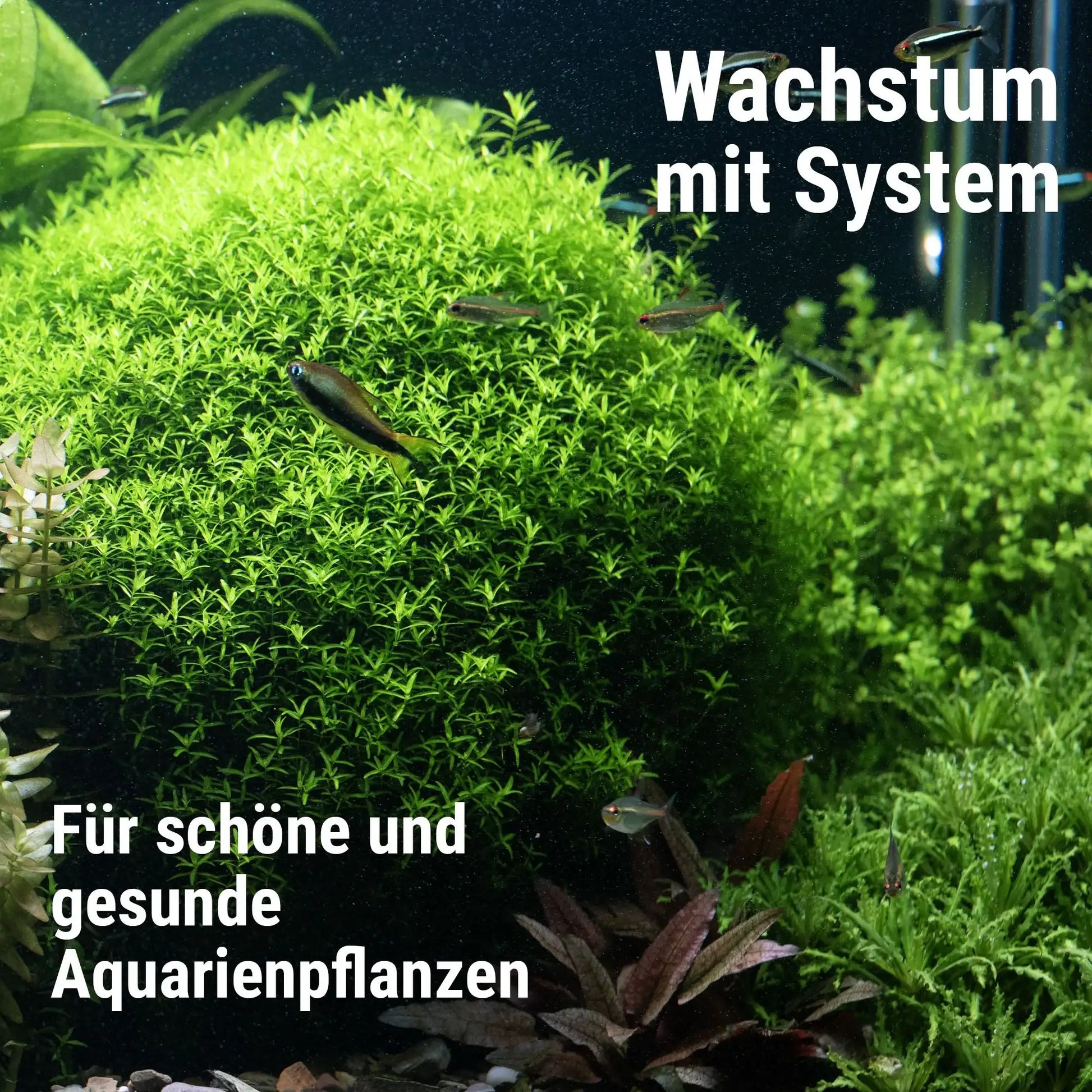 Plant System Set