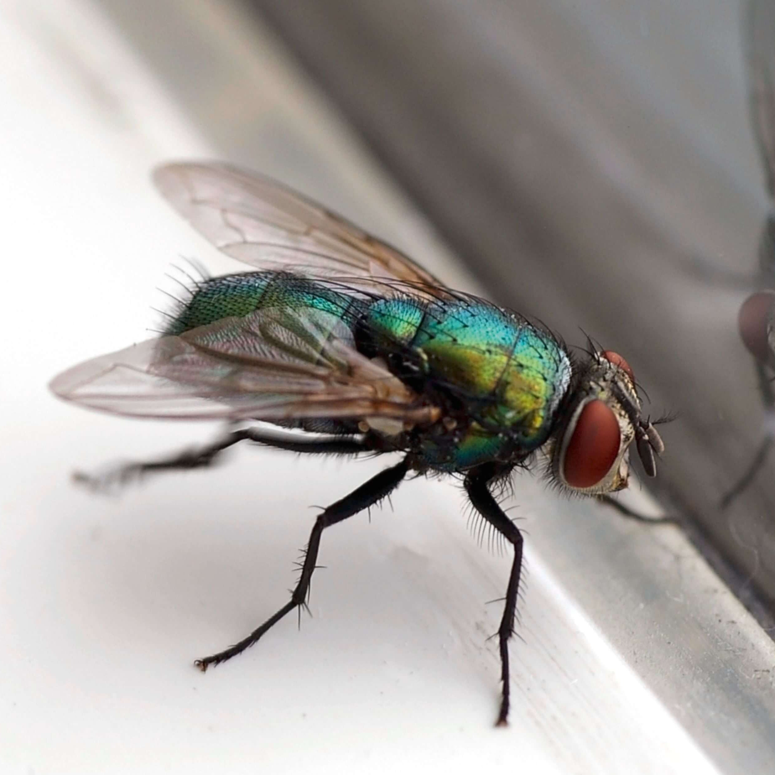 Permanent UngezieferLeimFalle Nachfüllpack