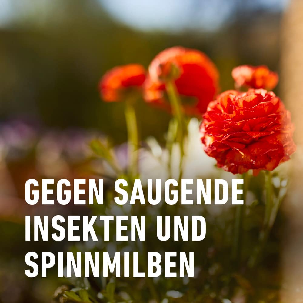 COMPO Grün- und Blühpflanzen Schädlings-frei AF