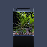 daytime onex black