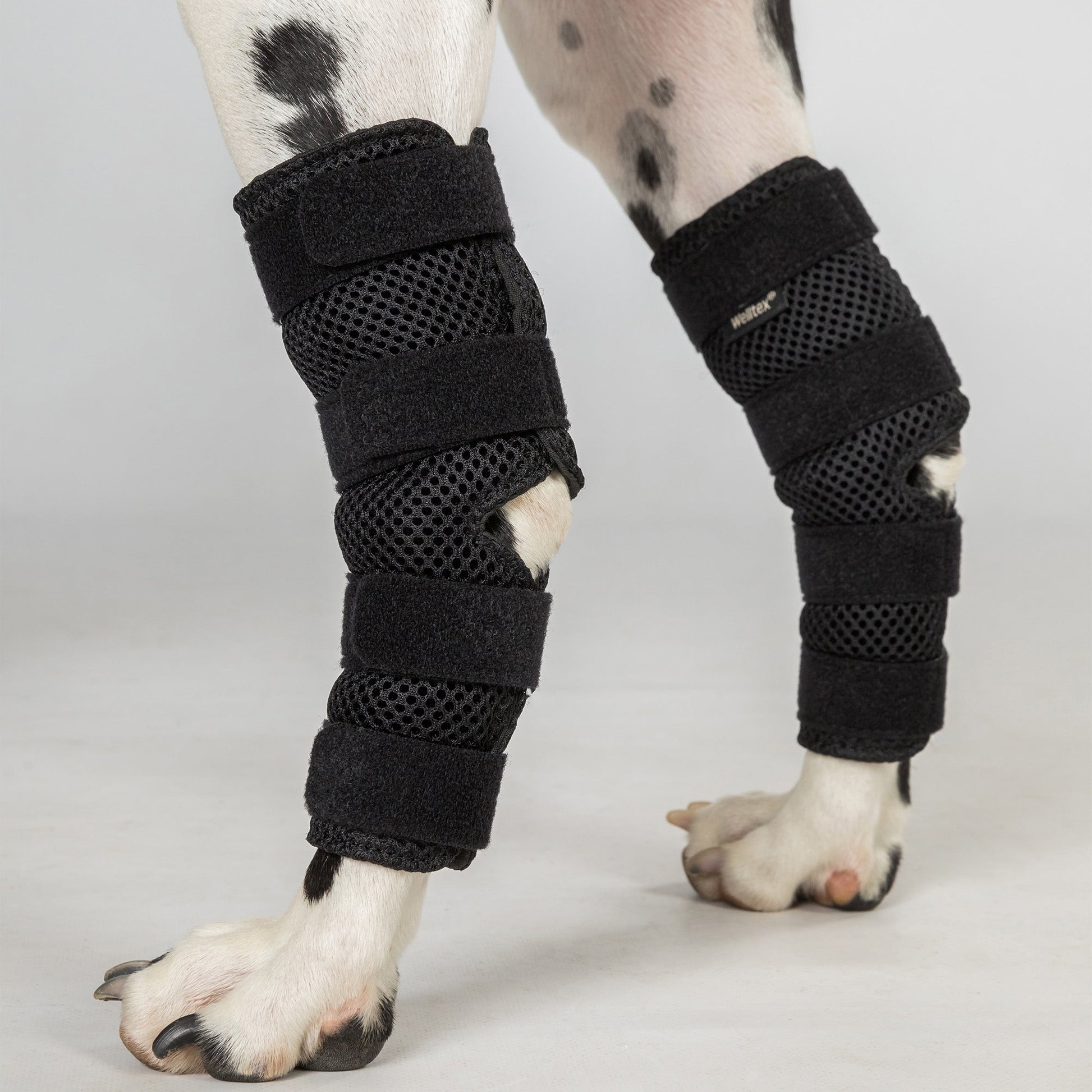 Hunde-Sprunggelenkschoner "Dixie"