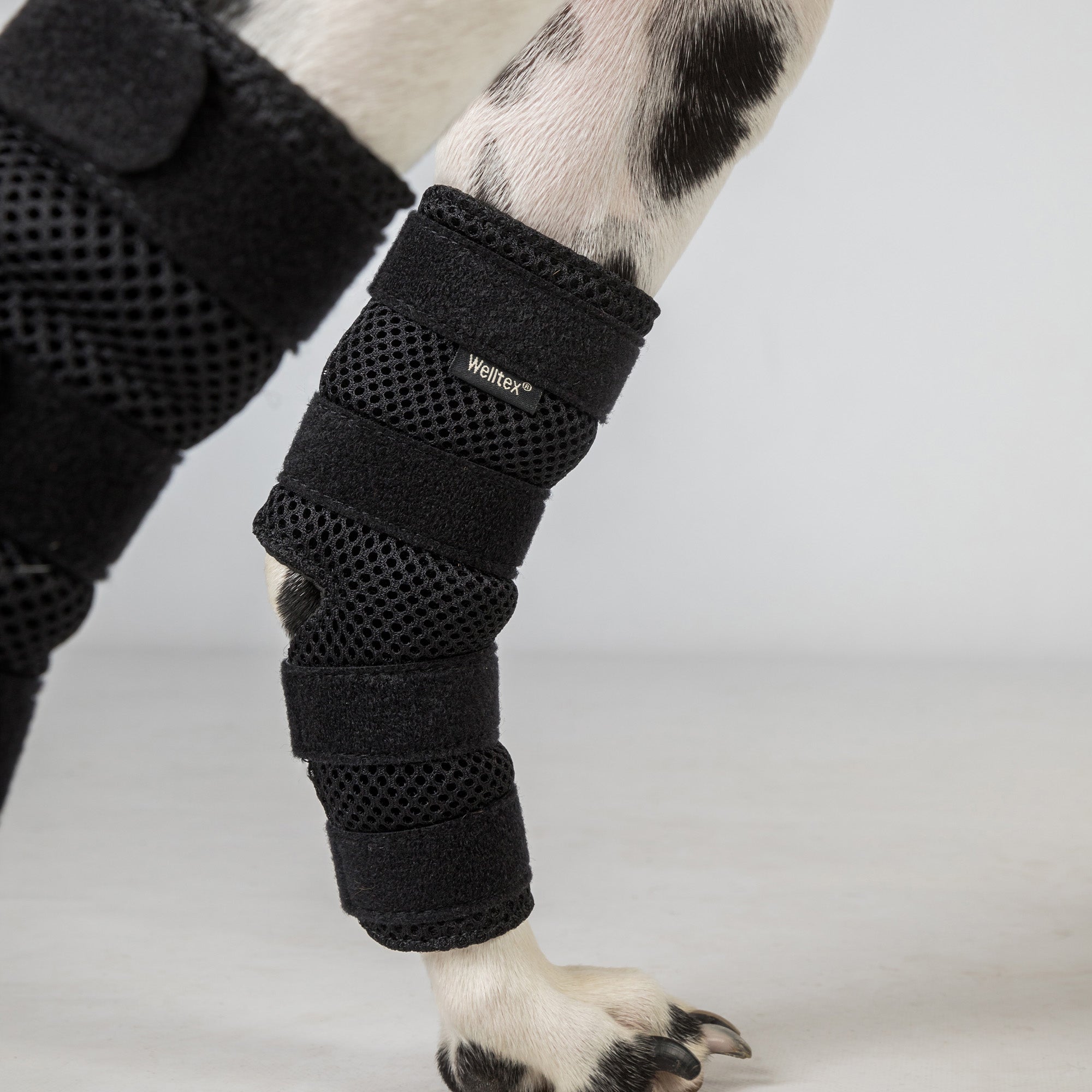 Hunde-Sprunggelenkschoner "Dixie"