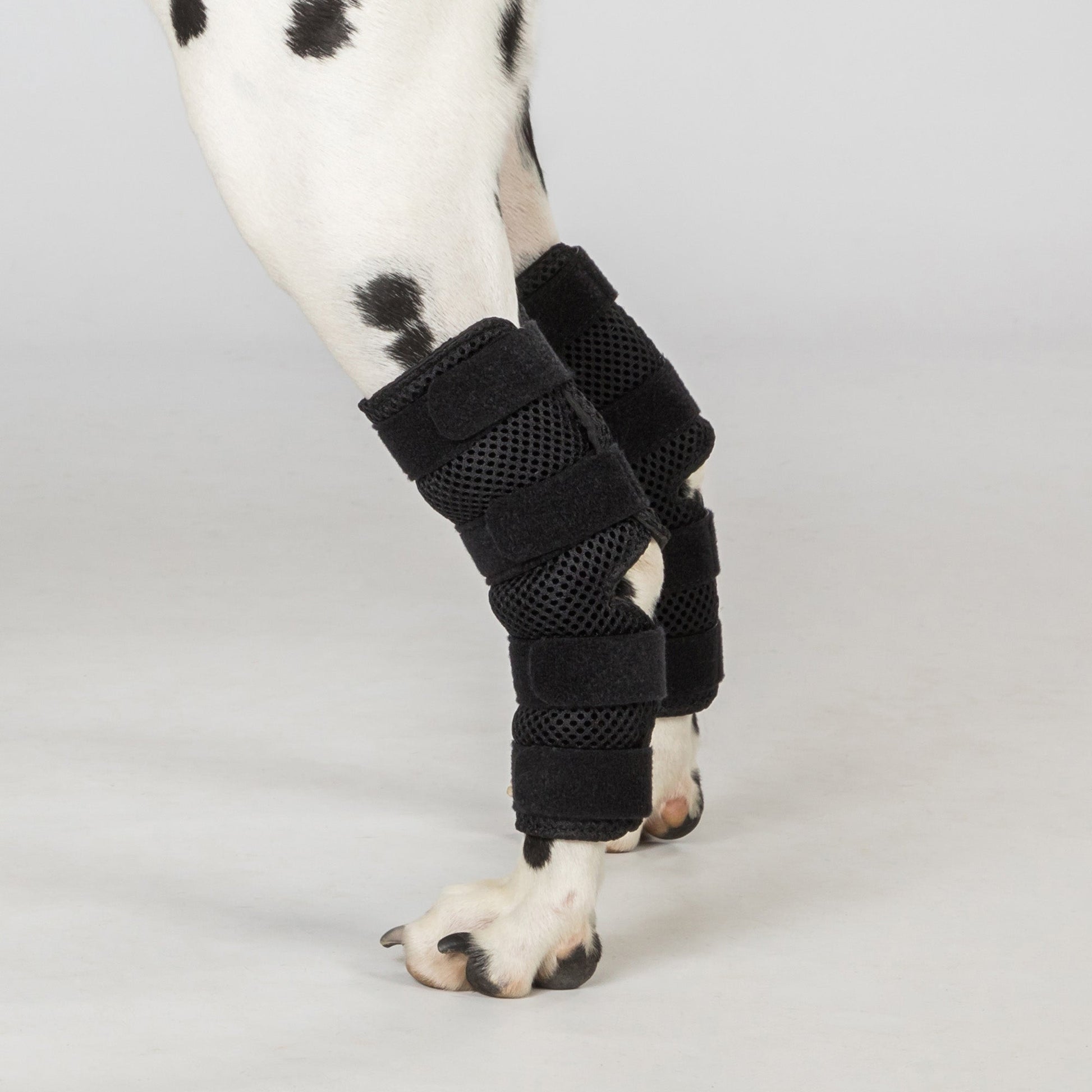 Hunde-Sprunggelenkschoner "Dixie"