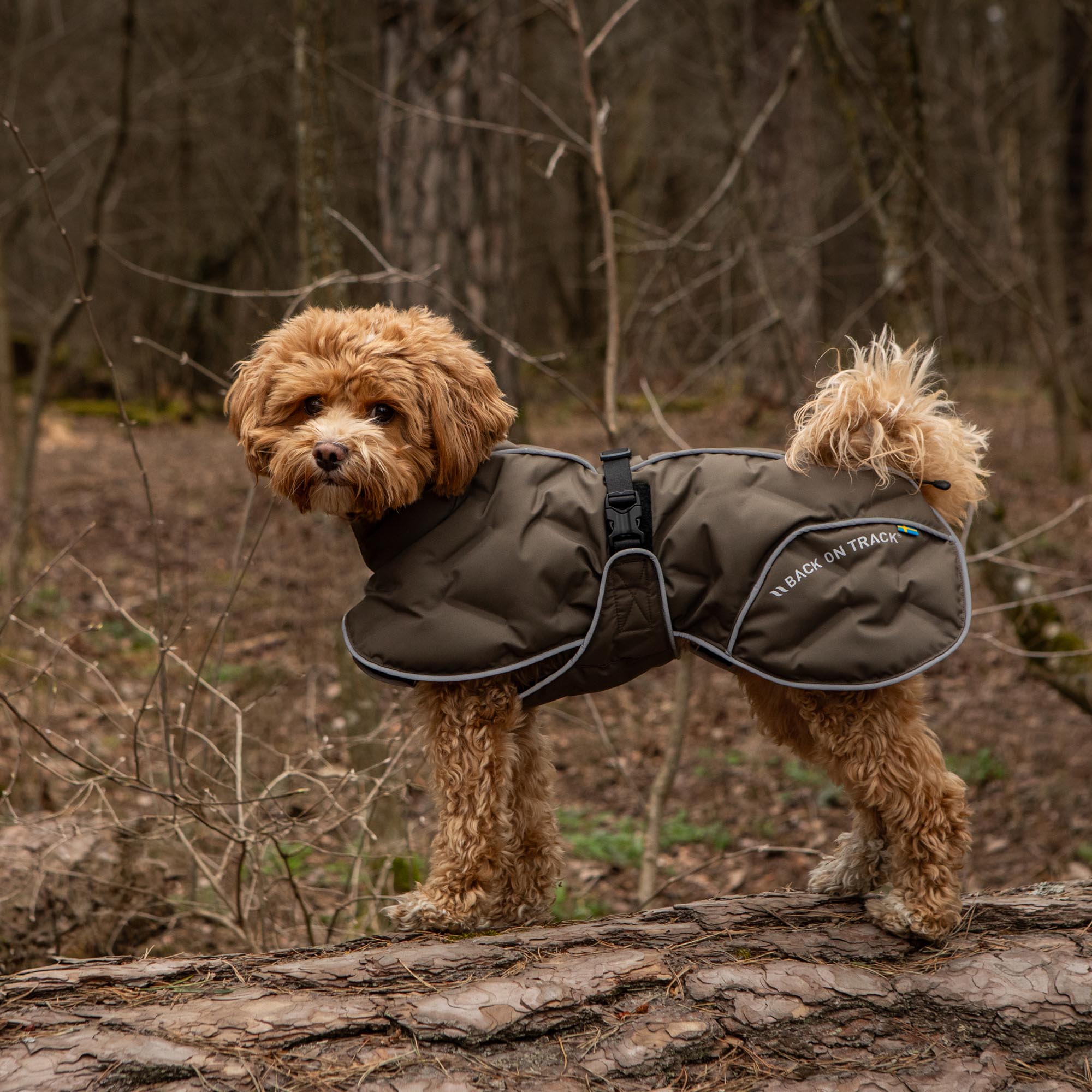 BAY Winter-Hundemantel, Hoher Rutenansatz