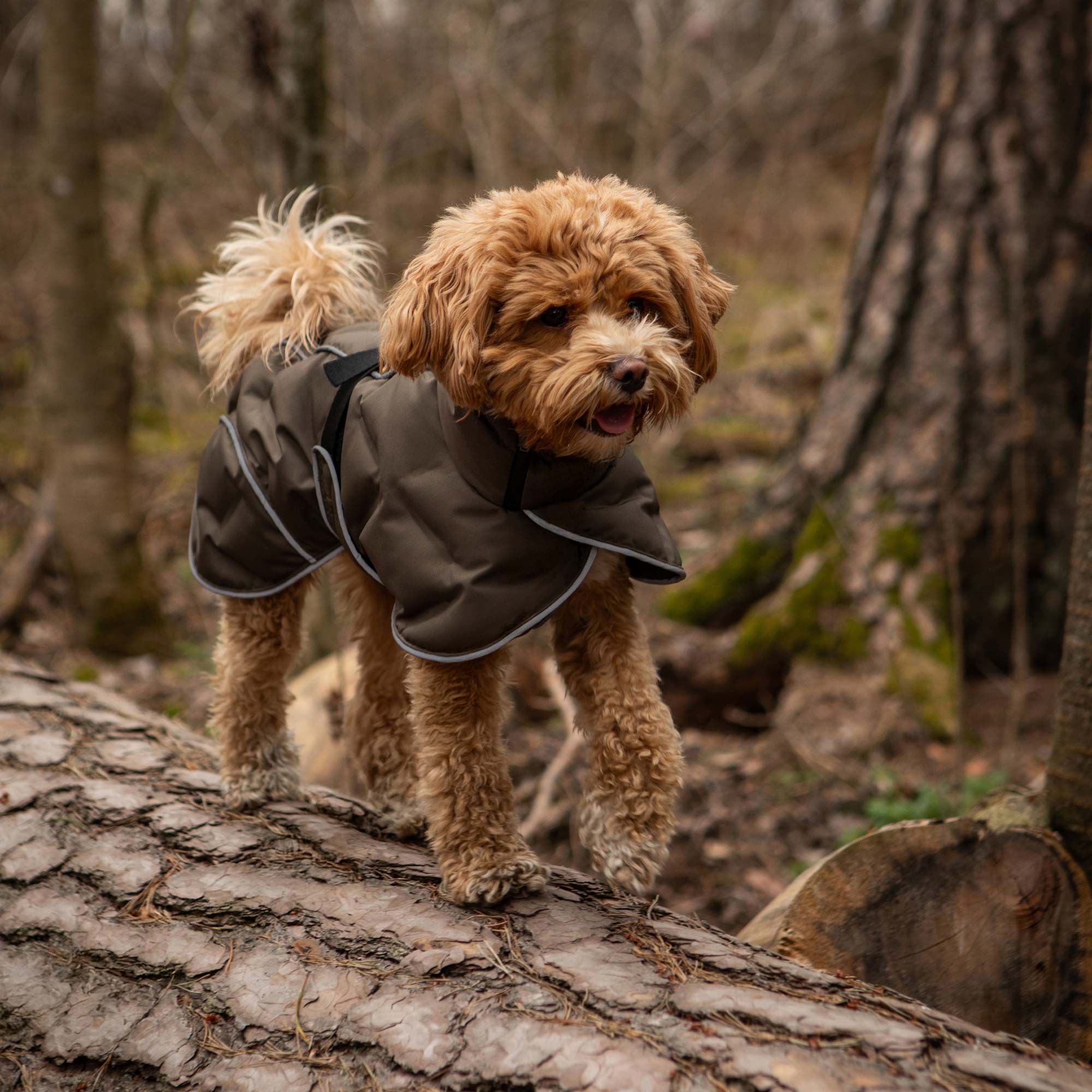 BAY Winter-Hundemantel, Hoher Rutenansatz