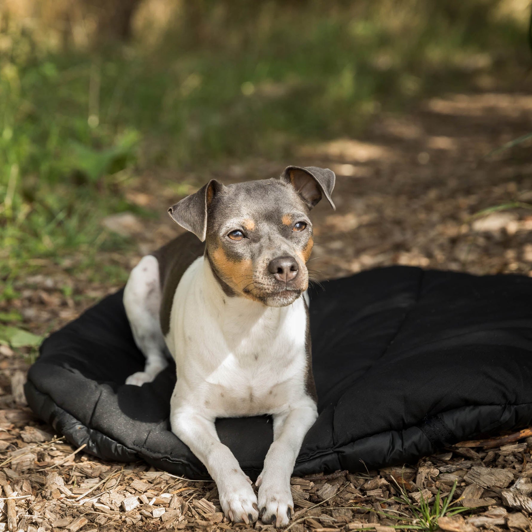 Ovales Hunde-Reisebett